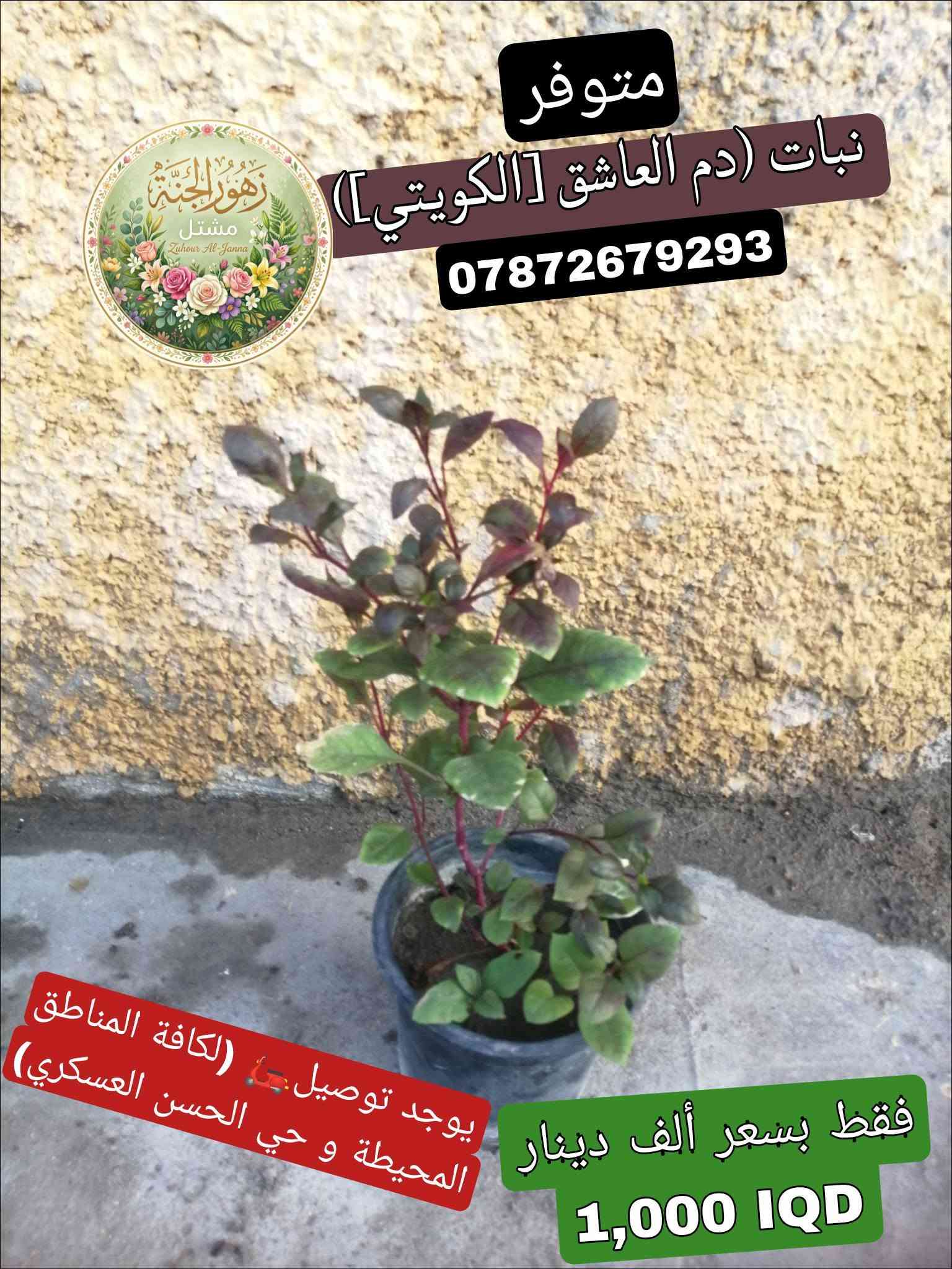 تتوفر مجموعة من النباتات الجميلة عند مشتل زهور الجنة، شوفو الجمال😍.
‏
‏*********** واتساب :يتوفر توصيل لمنطقة حي الحسن العسكري و المناطق المجاورة لها.
‏
‏عنوانة: بغداد - التاجي - حي الحسن العسكري - دور الضباط - شارع عصام الحلاق و أبو حسن الجبوري.
‏
‏يا أهلاً و سهلاً تنورونة بجيتكم❤️🙏🏻.
‏

نص مكتوب في الصور:
- متوفر#
- نبات (دمعة الطفل)
- ***********
- يوجد توصيل 🚗
- (لكافة المناطق المحيطة و حي
- الحسن العسكري)
- فقط بسعر ألف دينار
- 1,000 IQ
- متوفر #
- نبات (عين البزون)
- #متوفر نبات (المحكلة) *********** يوجد توصيل (لكافة المناطق المحيطة و حي الحسن العسكري) فقط بسعر ألف دينار 1,000 IQ
- #متوفر نبات (دم العاشق) فقط بسعر ألف دينار 1,000 IQ
- متوفر نبات (السجاد) *********** يوجد توصيل (لكافة المناطق المحيطة و حي الحسن العسكري) فقط بسعر ألف دينار 1,000 IQD
- متوفر
- نبات (دم العاشق [الكويتي])
- يوجد توصيل (لكافة المناطق المحيطة و حي الحسن العسكري)
- 1,000 IQD
- مشتل زهور الجنة
- Zuhour Al-Janna
- نبات (ورد الصباح) [لون أزبري]
- #متوفر
- نبات (بتونيا الصحراء)
- [تزهير لون بنفسجي]