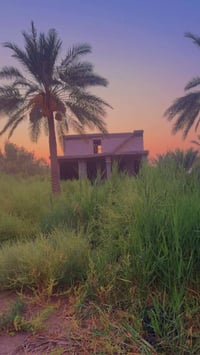 ٥ دونم • طابو زراعي • واسط الصويرة