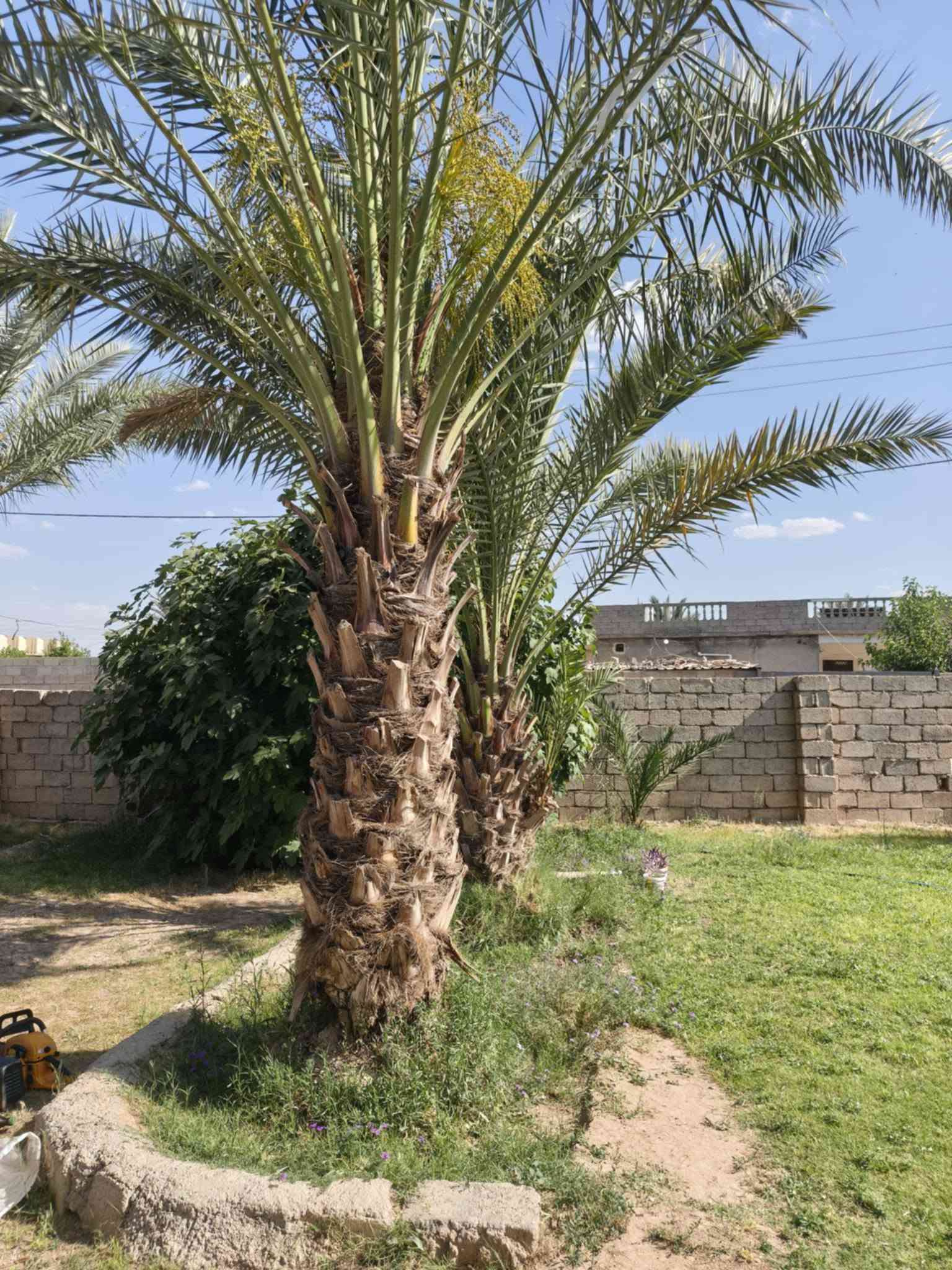 🌲🌿   كادر 🌴🌴

تكريب وتنظيف نخيل.

قلع فسائل بطريقة متقنه ومهنيه.

زراعة فسائل.

للتواصل:***********

#زراعة #نخيل #كركوك
