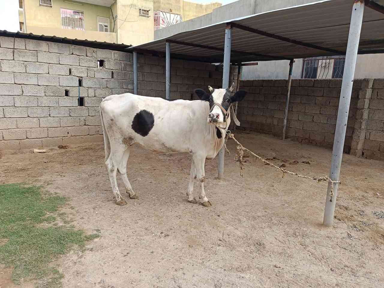 بقرة فريزن • حامل ٧شهور • الشركاط قريت الحوريه