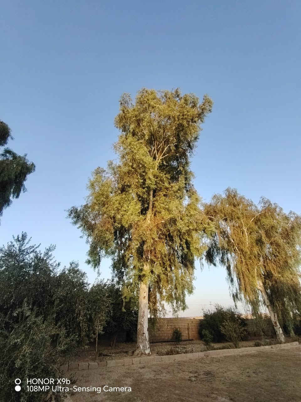 شجر قلم طوز للبيع الارتفاع اكثر من  20 متر العنوان ناحيه الرياض ***********

نص مكتوب في الصور:
- HONOR X9b 108MP Ultra-Sensing Camera
- O HONOR X9b 108MP Ultra-Sensing Camera