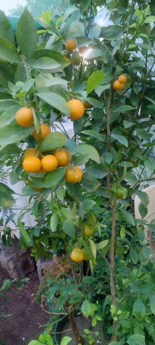 مساء الورد علة كل محبي الورد🌺🌺 
حبايب ليوم جبتلكم نباتات خارجية تستاهل حدايقكم،💮🌹💐 
شوفولي انواعها والوانها بالصور💮🌹💐🌺 
 واكو فديو باخر الصور يوضح الأنواع أكثر🍓🥀🍃 
وطبعا وياهم وجبة ناز ناز الوان حجم كبير ابو الألفين باجر الصبح انزللكم صورهم من يفتح🌷🌷💐💐 
راح انزل الصور وية الأسعار أسفل كل صورة🎈🎈 
اللي يحب يحجز يراسلنا خاص او واتساب على الرقم *********** ويدلل🏵️🌺🥀🌷 
عنواننا خانقين بختياري الثانيا نهاية شارع العصائب واسواق صالح حمود وعدنا توصيل داخل خانقين وجلولاء والسعدية راسلونا وتدللون 🚕🚕🚕
