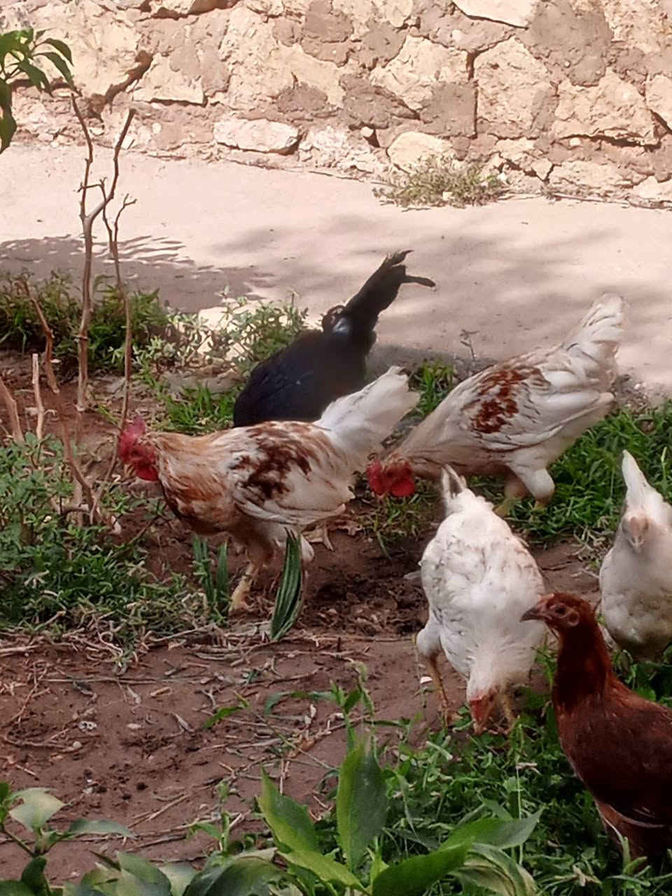 دجاج عربي • فراريج تبيض