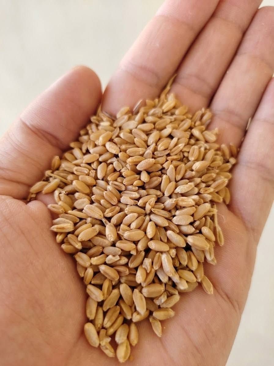 حنطة بنت الجيس • ايطالية • ١٥ طن