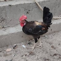 ديج • عدد ٣ • الحصوة حي الشهداء