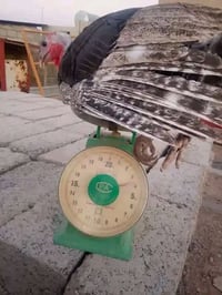 بصراويه • ذبح