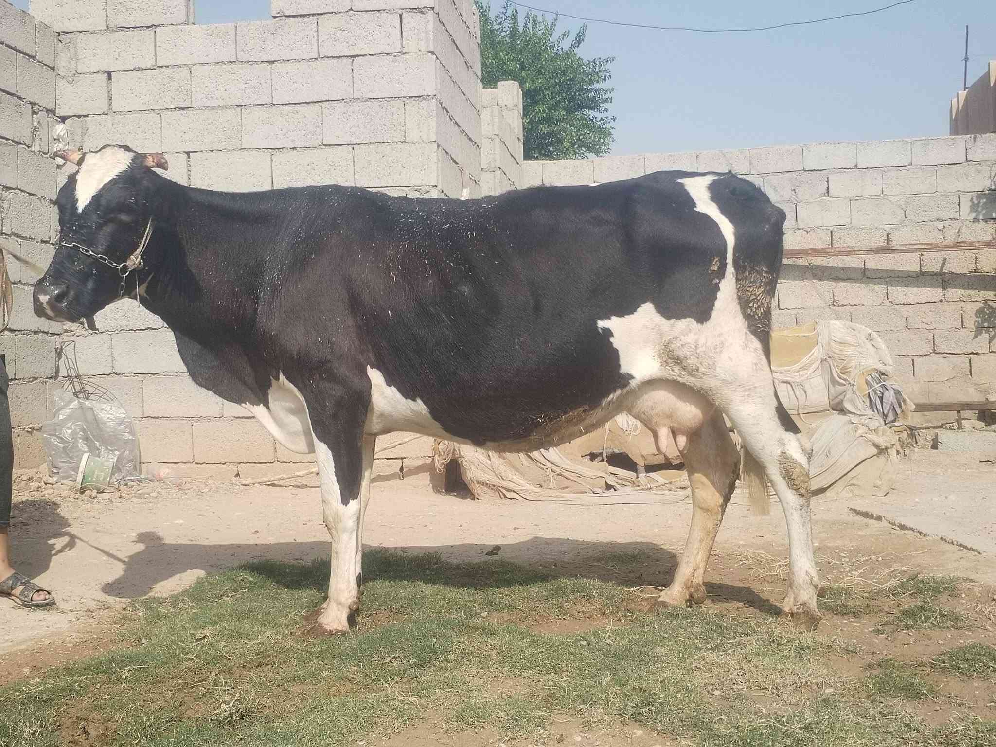 حليب • دسامه • ناحية الزاب