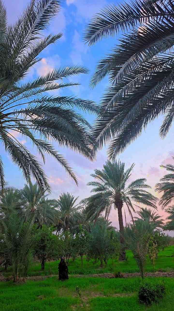 10 دونم بستان نخل وحمضيات حمال خير من الله مواصفات فول يحتوي على فله و32 كامره مراقبه مسيجه بكامل الصويره للاستفسار على رقم ***********
