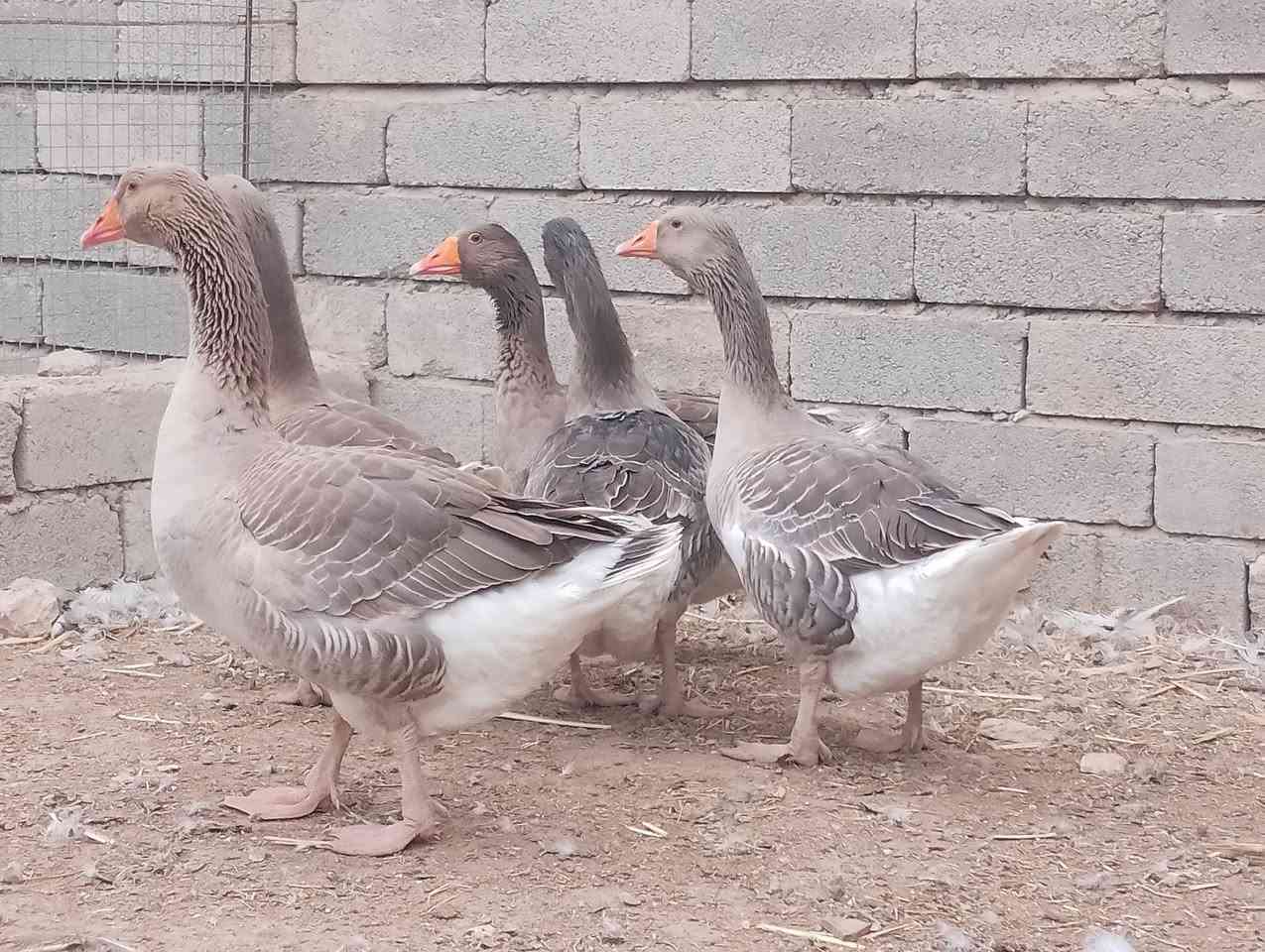 قازات شامي • فحل • مواليد هالسنة