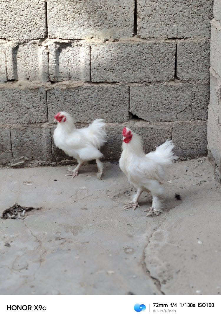 ديوجه • ناصريه • هونر X9c