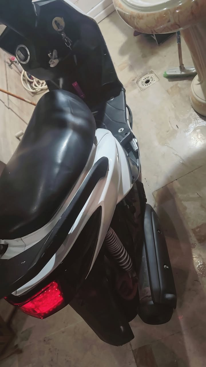 سكنس فحل • ياباني • مكفوله