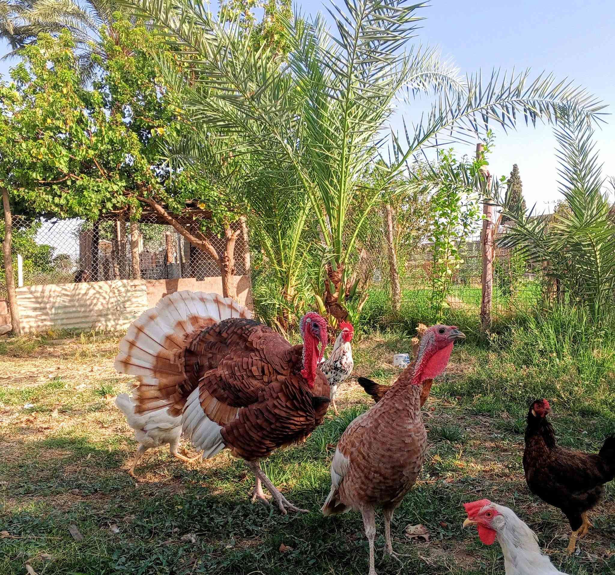 زوج فسيفس • ذكر وانثى • زويغير