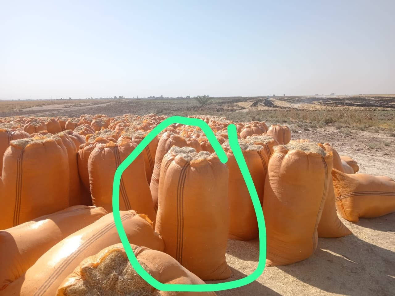 🌾 تبن الشمال للبيع 🌾

📦 حجم الكيس: 123 × 90
✨ تبن أبيض، ناعم ونظيف
🚫 خالي من التراب والشوائب

💰 سعر الزوج واصل: 7,750 دينار
📍 التوصيل إلى جميع مناطق ديالى

🔹 أقل كمية للطلب: 420 كيس

📞 للطلب والاستفسار:
***********
