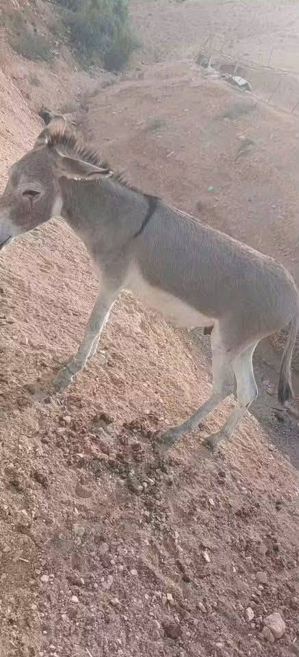 زمايل • للبيع • بسعار رمزية