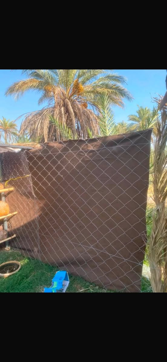 السلام عليكم محميه مال دجاج جديده للبيع استخدام ١٠ ايام
تتكون من 

٨ بوري بي آر سي 

باب بي آر سي 

سياج بي ار سي ٣٥ متر 

حديد أقواس عدد ٣ سقفيات 

جادر اصلي ٢٠ متر 

بسعر مناسب 

مكاني بابل القاسم 

***********
