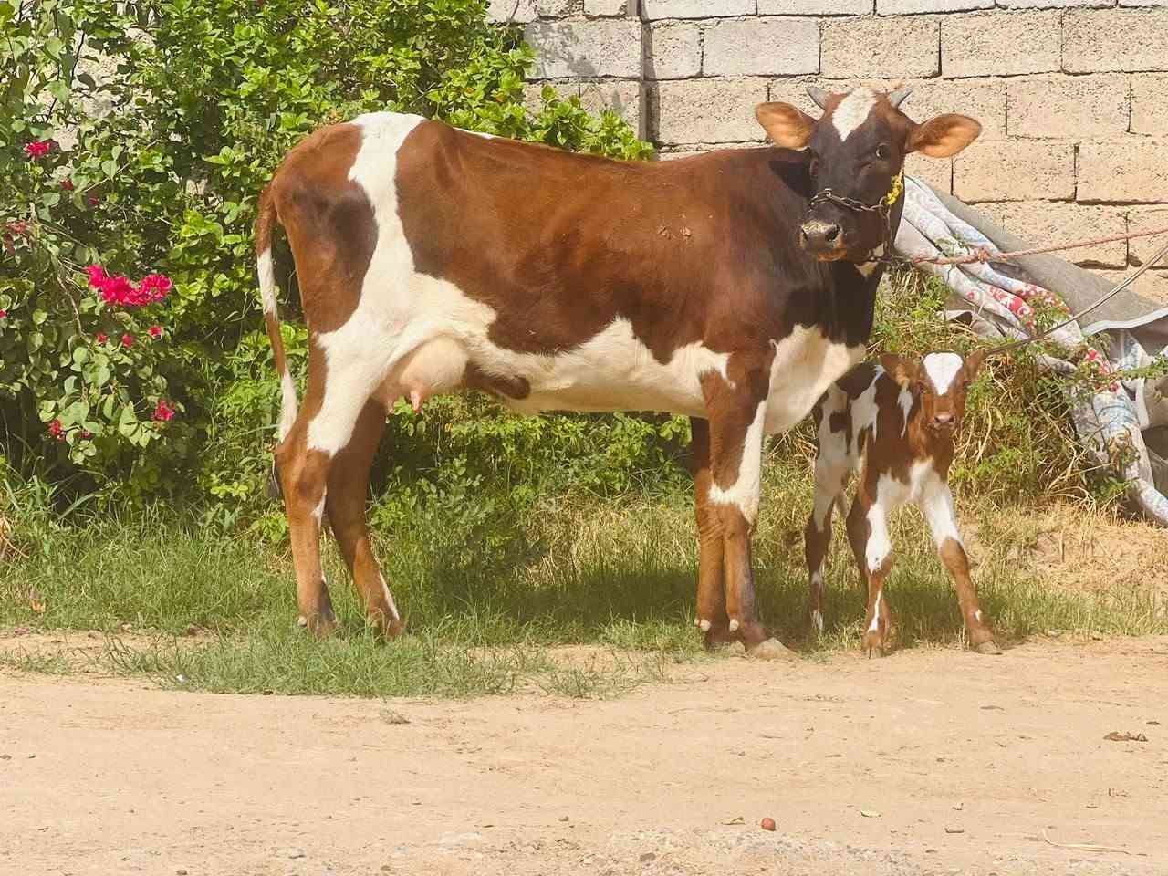 بكر أول بطن • حليب خير • ناحية الزاب