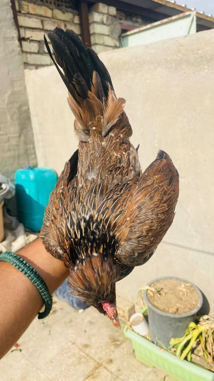 سلام عليكم متاح
٥ دجاجات و٣ ديوجه كلهن افرك بيهن قطعه 
سيافي سعر تك بيعه وحده ب١٥ بي مجال شي بسيط جوه لسوك🤫 مكاني بغداد جميله ومتوفر توصيل داخل بغداد رقمي ***********
