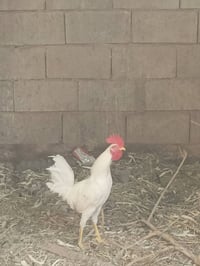ديوكه عرب • بنات • العدد ٥