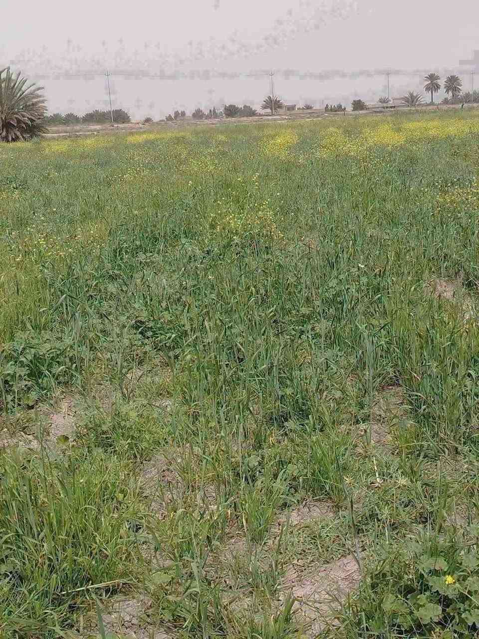 السلام عليكم عرض اليوم 14دونم 
 سعرالدونم 9وبي مجال طابو سند 25 حق التصرف ثاني فتح بيان مباشر بأسم المشتري تبعد عن  كيلوين مرتبه ويمهه صب اروائي وكهرباء فوكاهه  يرهم ستثمار سعر مناسب 
جميع الخدمات متوفر موقع مميز المساحه 2500 متر 
تبعد 10 دقايق العنوان تاجي مقابيل سبع البور بمنطقة الشيخ تحديدن العيساويه والله يشهد محد ينطيك 
بهيج سعر او يبيعلك (الاستفسار ***********واتساب

نص مكتوب في الصور:
- TECNO POVA