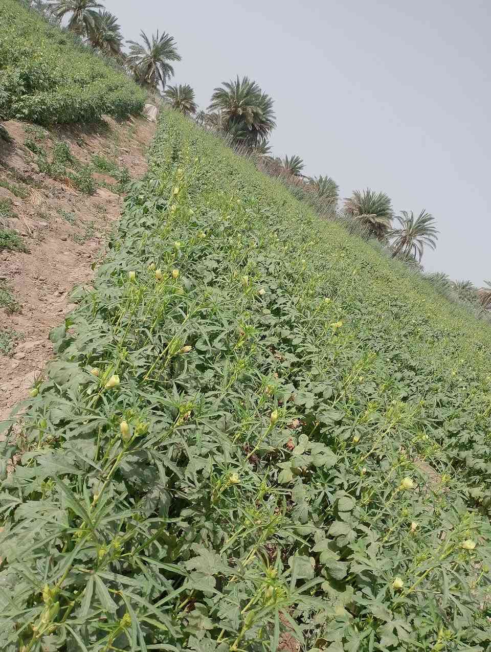 بذور بانيه الهلوبه درجه والئ متعهده المكان بابل جبله رشايد فرع السادس ***********

