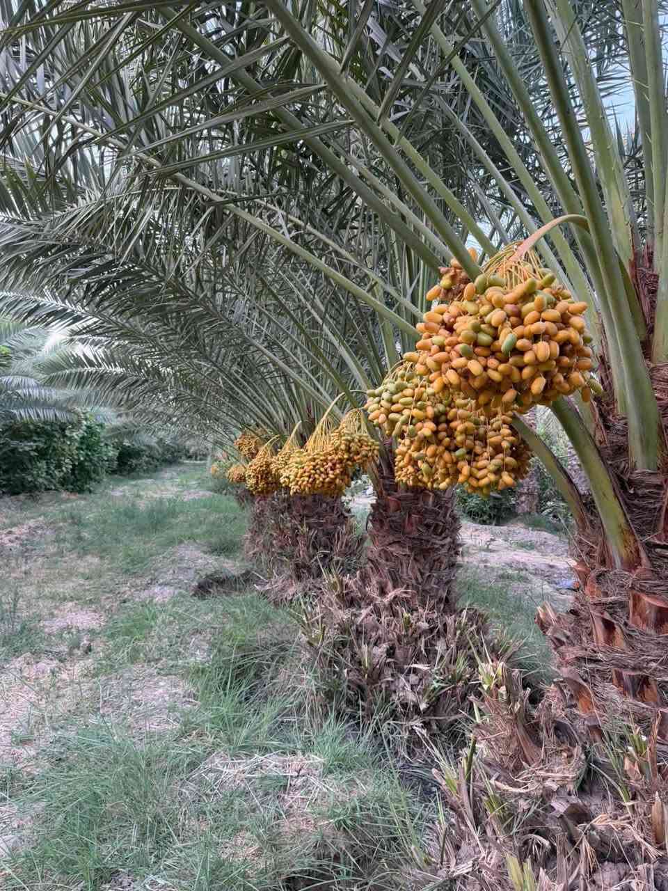 اللهم صل على محمد وال محمد
زرعوا فأكلنا ونزرع فيأكلون 
لاسيما ونحن في بداية  موسم زرع الفسائل انصح بالاسراع بحجز وقلع الفسائل صنف الشويثي الحر للاستفسار الاتصال على الارقام التاليه
***********
***********
*********** واتساب ماسنجر
الاسعار حسب العد والحجم 
هناك تخفيضات لاصحاب البساتين الحديثه
