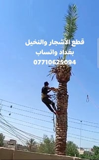 بغداد • قطع الأشجار • قطع النخيل
