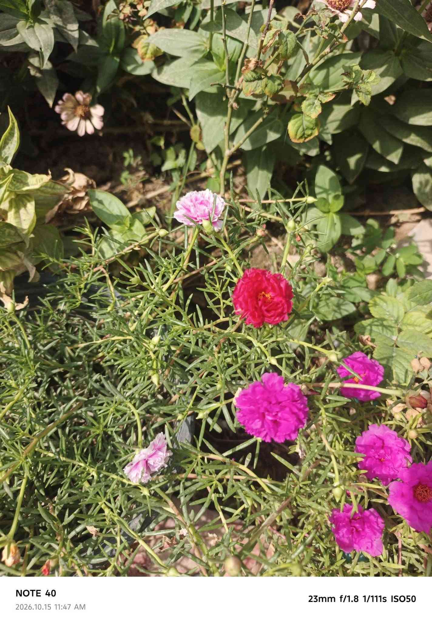سندانة • ورد الصباح • ألوان مشكّلة