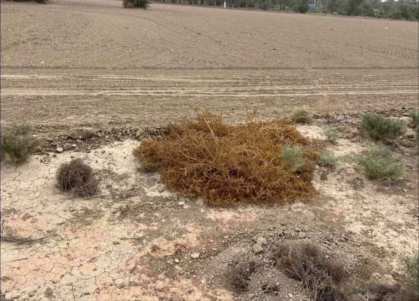 ٧دونم • سند ٢٥ • الصويره واسط