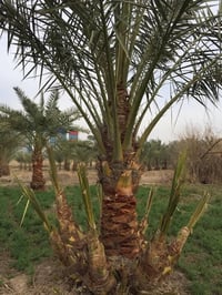 فسائل نخل • ساير وخضراوي • الهوير الجحيلة