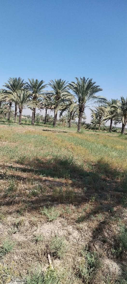 السلام عليكم ورحمة الله وبركاته .
أرض طابو زراعي سند ٢٥ للبيع في منطقة العلاك على جهة البحموسه تبعد عن الشارع العام الحمزة شوملي اقل من ٨٠٠ متر المساحة ٣ دونم .  مع توفر مياه سقي اللاستفسار أكثر عن السعر الاتصال على الرقم *********** او ***********
