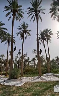 قص نخيل • تشذيب نخلة • خدمات بستانية