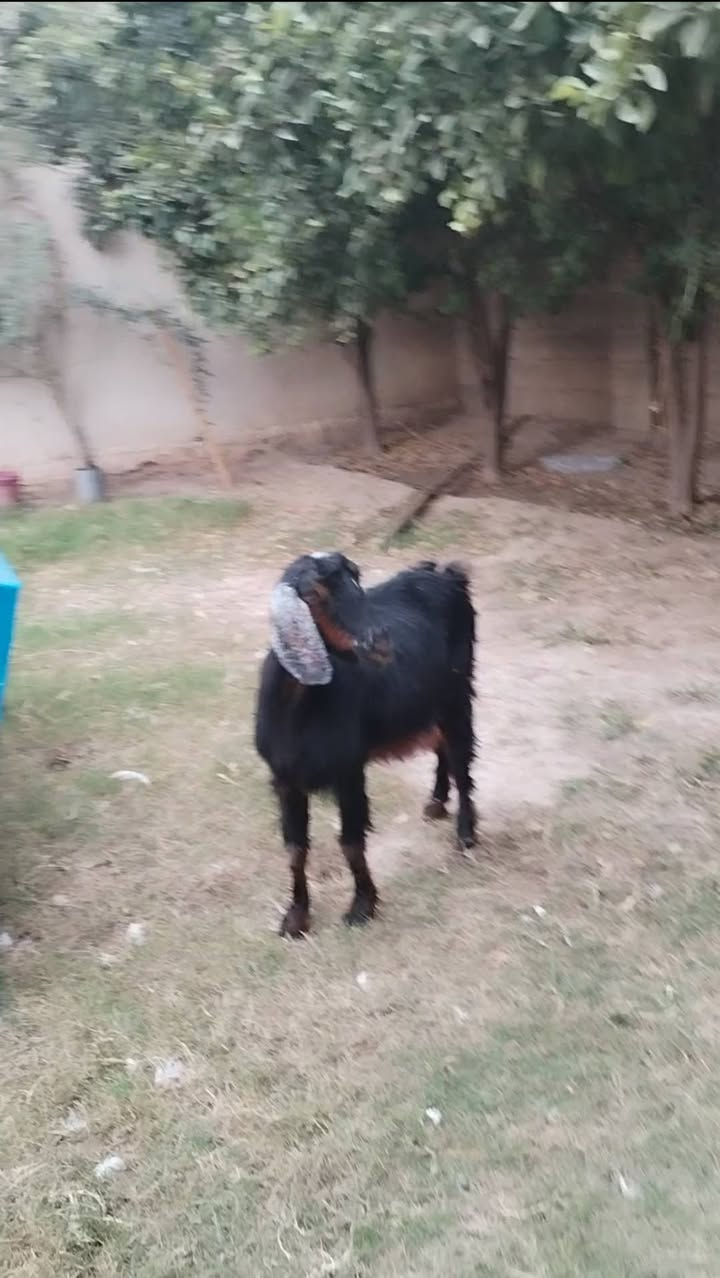 صخله عشرة • ٣ أشهر • بغداد التاجي
