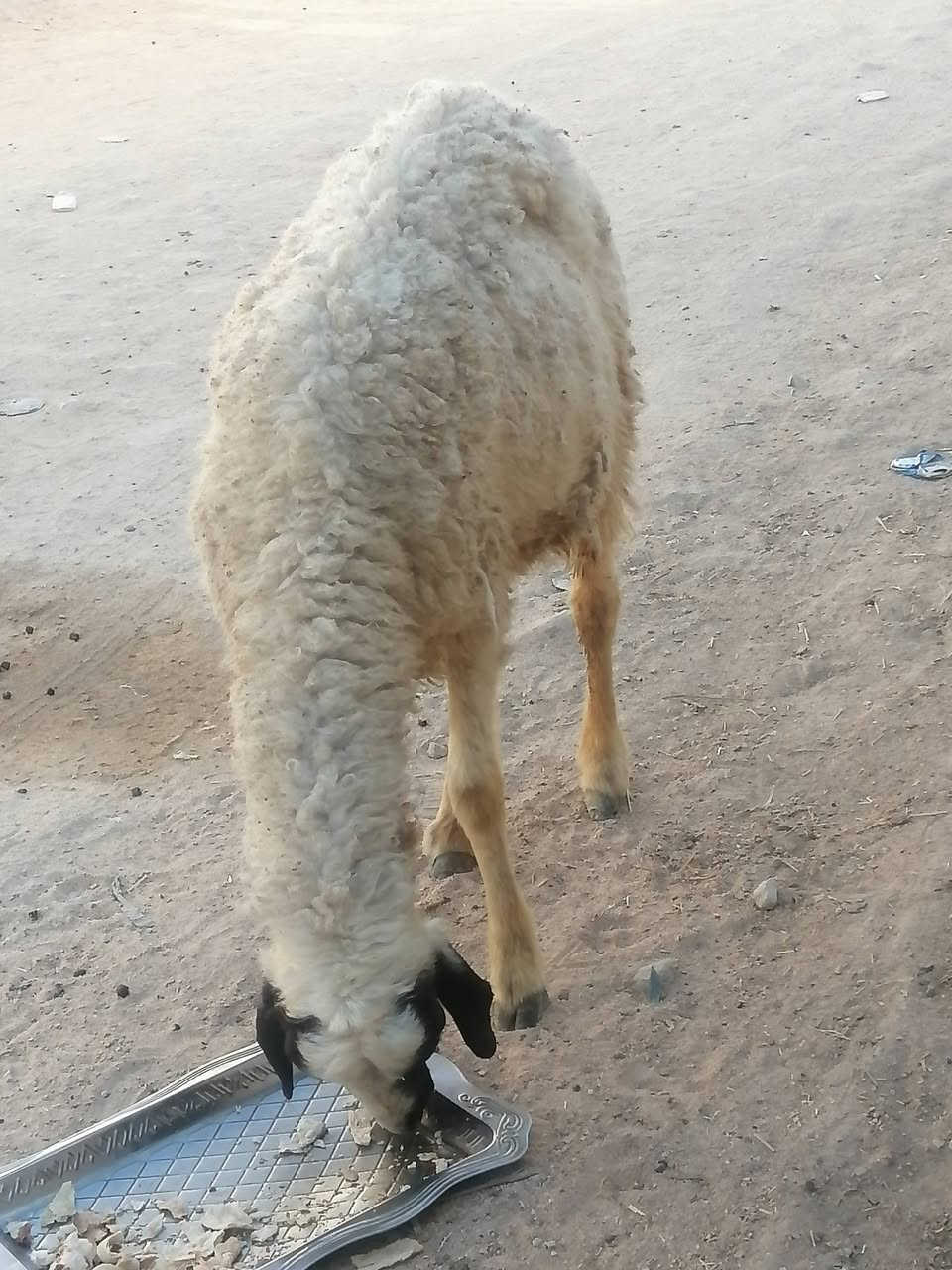 نعجه لبيع صاحيه مناسبه ترهم نذر ذباحه مناسبه كلش
المكان دوانيه قضاء الشاميه
السعر ١٣٥ شراي يخابر بيه خير ويدلل ***********
