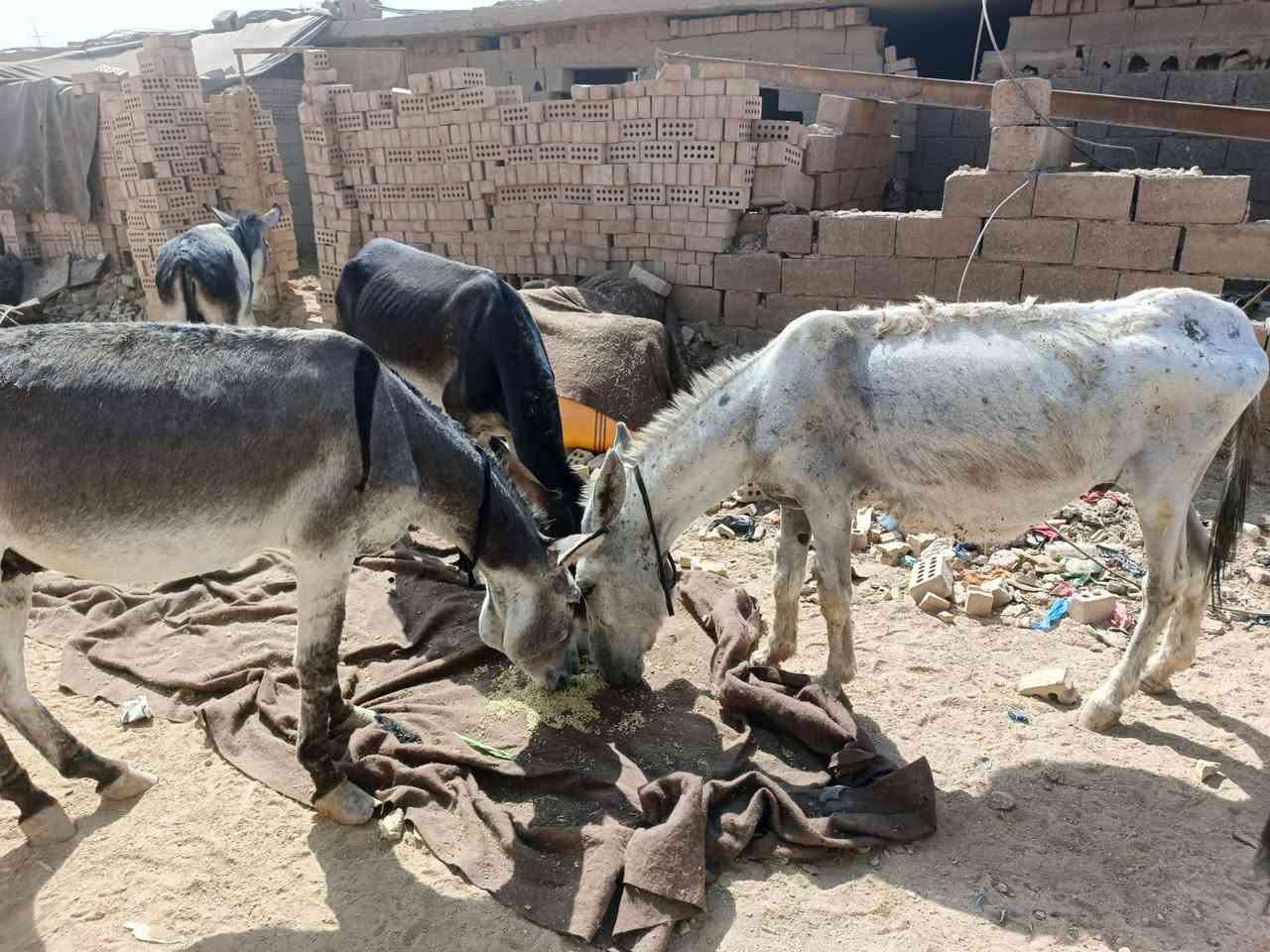 السلام عليكم طرش للبيع العدد 10
‏‪***********‬‏
