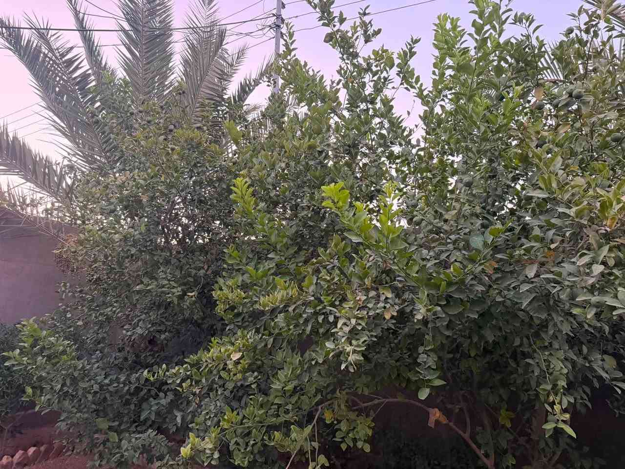 بيت للبيع في ناحية الصينية
بيت للبيع في حي الفاروق ركن قرب بلدية الصينية وقريب من سوق الصينيه مساحة البيت 400 متر للتواصل على الرقم الاتي لتفاصيل اكثر ***********
***********
