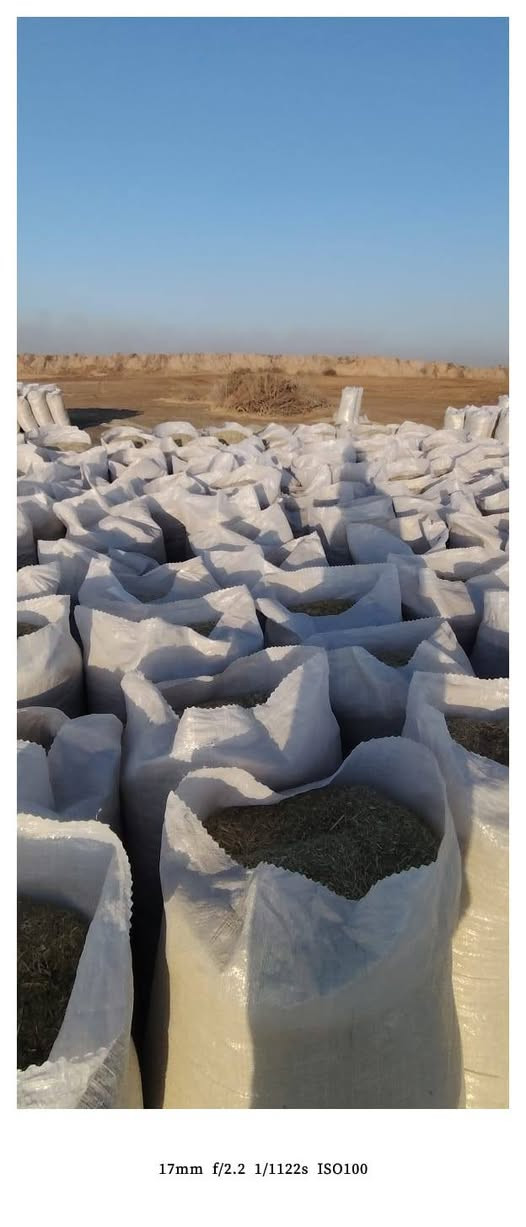 تبن جت مكروظ خالي من الشوائب العدد 550جيس تريد وزن تريد جيس المكان واسط الصويرة ناحية الشحيميه ***********
