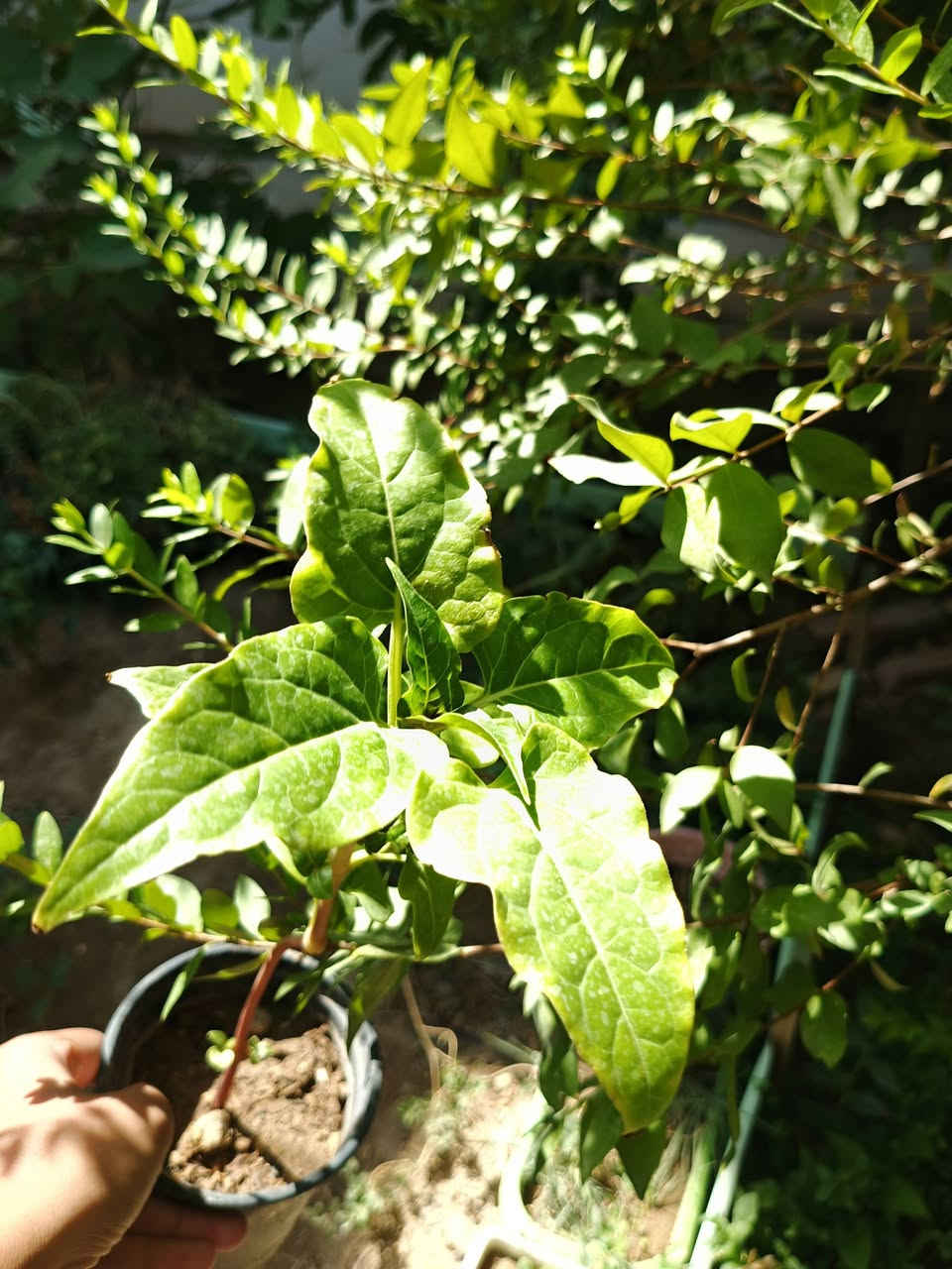 نبات {ورد ألمساء} او ما يعرف ب (لالة عباس) نبات من النباتات الشمسية 🌿

السعر:1,500 دينار عراقي 🇮🇶 

توصيل لكافة انحاء المجمع والعامرية 🚗 

للطلب والاستفسار ⬅️ خاص 

واتساب ⬅️ ***********
