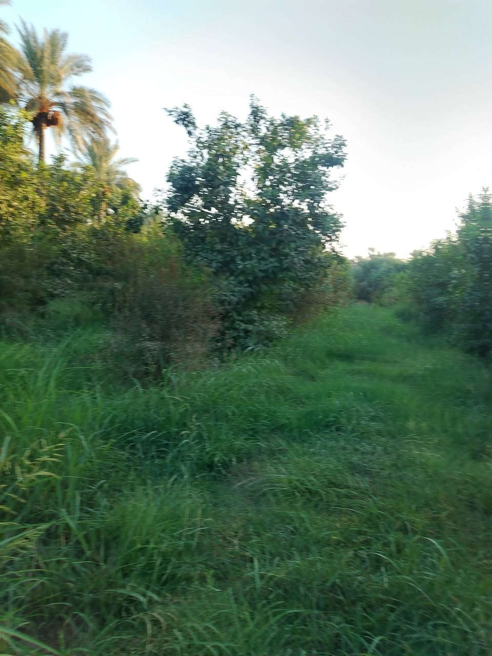 بستان • ٢٥ دونم • واسط الصويره