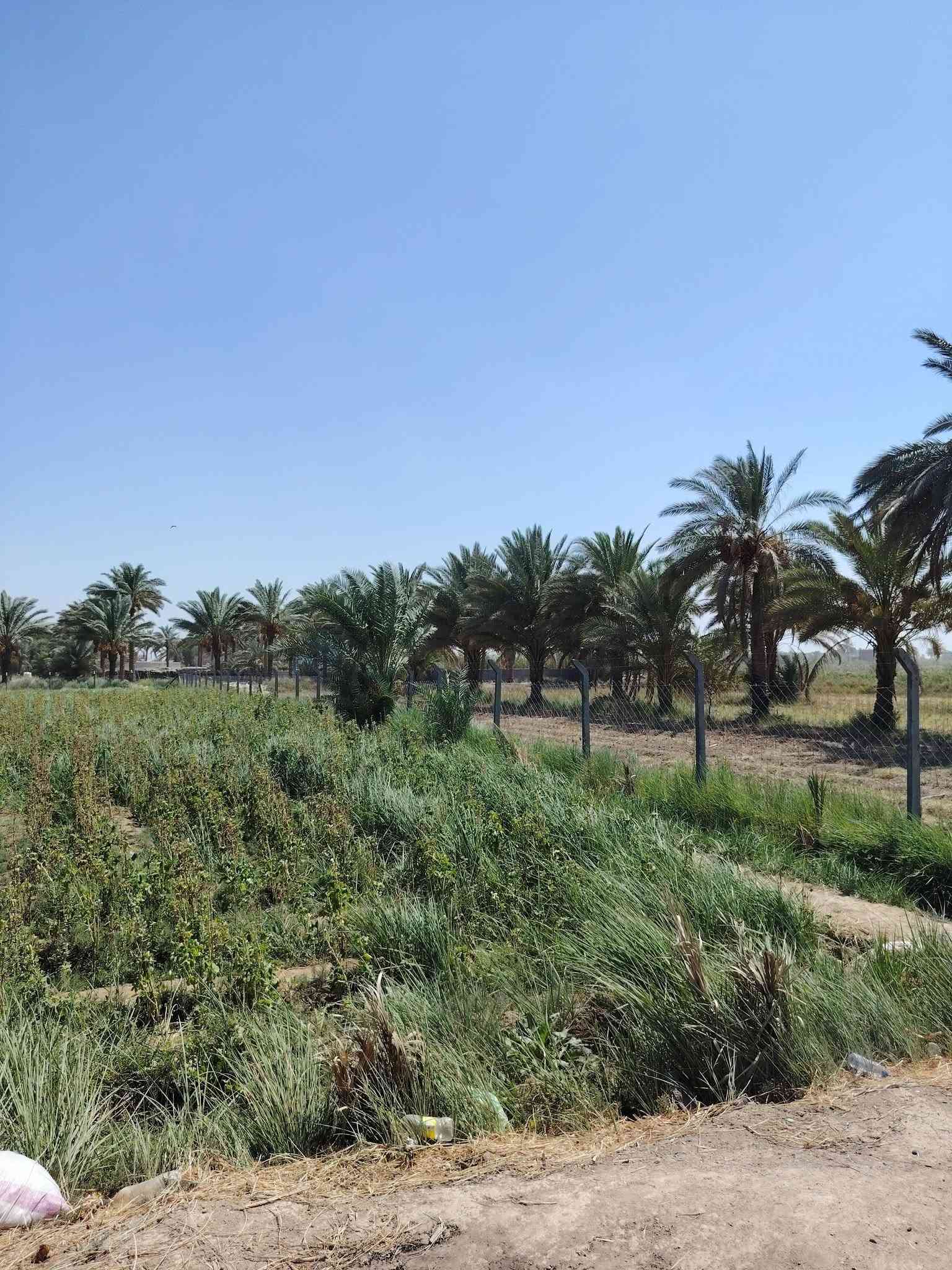 بستان عنوان طريق حله نجف خلف جامعه بابل مساحه 3دوانم وربع مساحه 8750متر طابو زراعي سند 25 بسمي تحويل سند بأسم المشتري ويبعد البستان عن طريق حله نجف 2ونص كيلو نهر سقي خلف البستان وماي اساله متوفر 24ساعه وبير ارتوازي سعر الكلي 190مليون
*********** وتساب 
*********** اتصال    مرخصة الادمن

نص مكتوب في الصور:
- نبتة