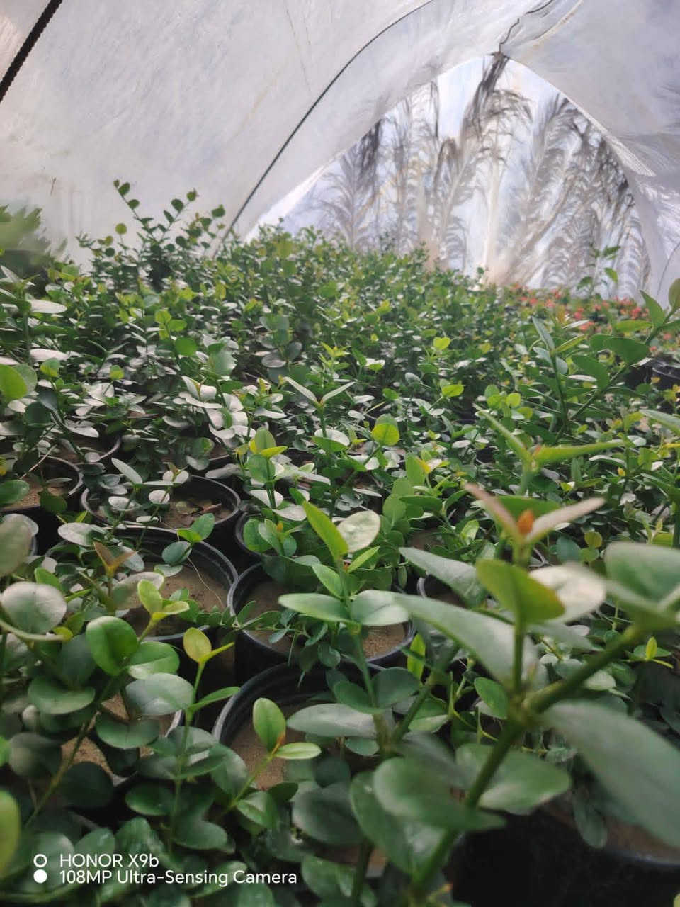 هندسة وديكورات الحدائق💐🌺 والنافورات⛲ والشلالات وزراعة الثيل⛰️ والنخيل🏝وقص الاشجار  مستعدون للعمل في🔴جميع المحافظات🇮🇶 والمنازل🏫 والمتنزهات💒 ودوائر الدولة🏢 وهذهي بعض الصور والفيديوهات من أعمالنا للتفاصيل اكثر الاتصال ***********📞📞او المراسلة على واتساب عنوانه الديوانيه مجمع التقيه

نص مكتوب في الصور:
- *********** ***********
- O HONOR X9b 108MP Ultra-Sensing Camera
- @hemo___24