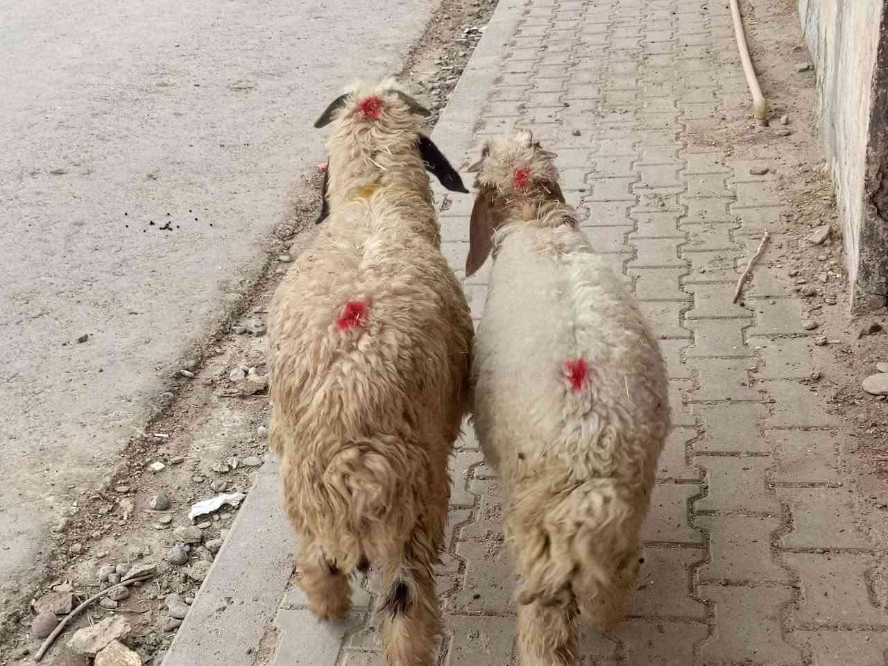 طليان • ملقحات ومعالجات • عدد ٢