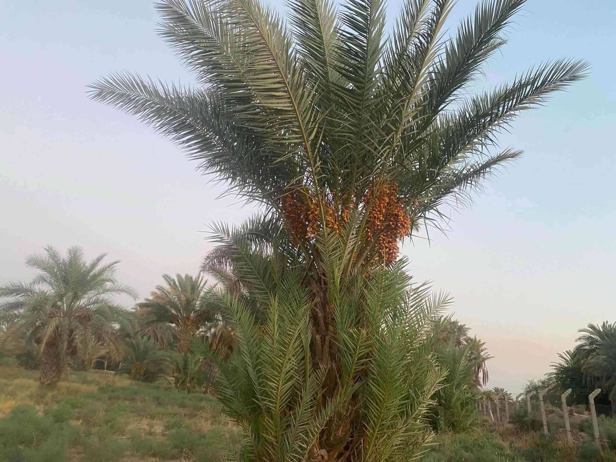 #بستان 2 دونم للبيع
دونمين للبيع تحتوي على نخيل نوعيات جيدة (حمال)

متوفر كافة الخدمات

🍀ماء اساله

🍀ماء سقي

🍀كهرباء

🍀مسيجه بالكامل brc

♻️

موقع مميز 👍 يحدها نهر من البداية ونهر من النهايه

📍العنوان - طريق الدغاره - نزلت زبيد - بداية البونايل قرب الاروائي(ابوصبخه)

للتفاصيل أكثر 

***********

