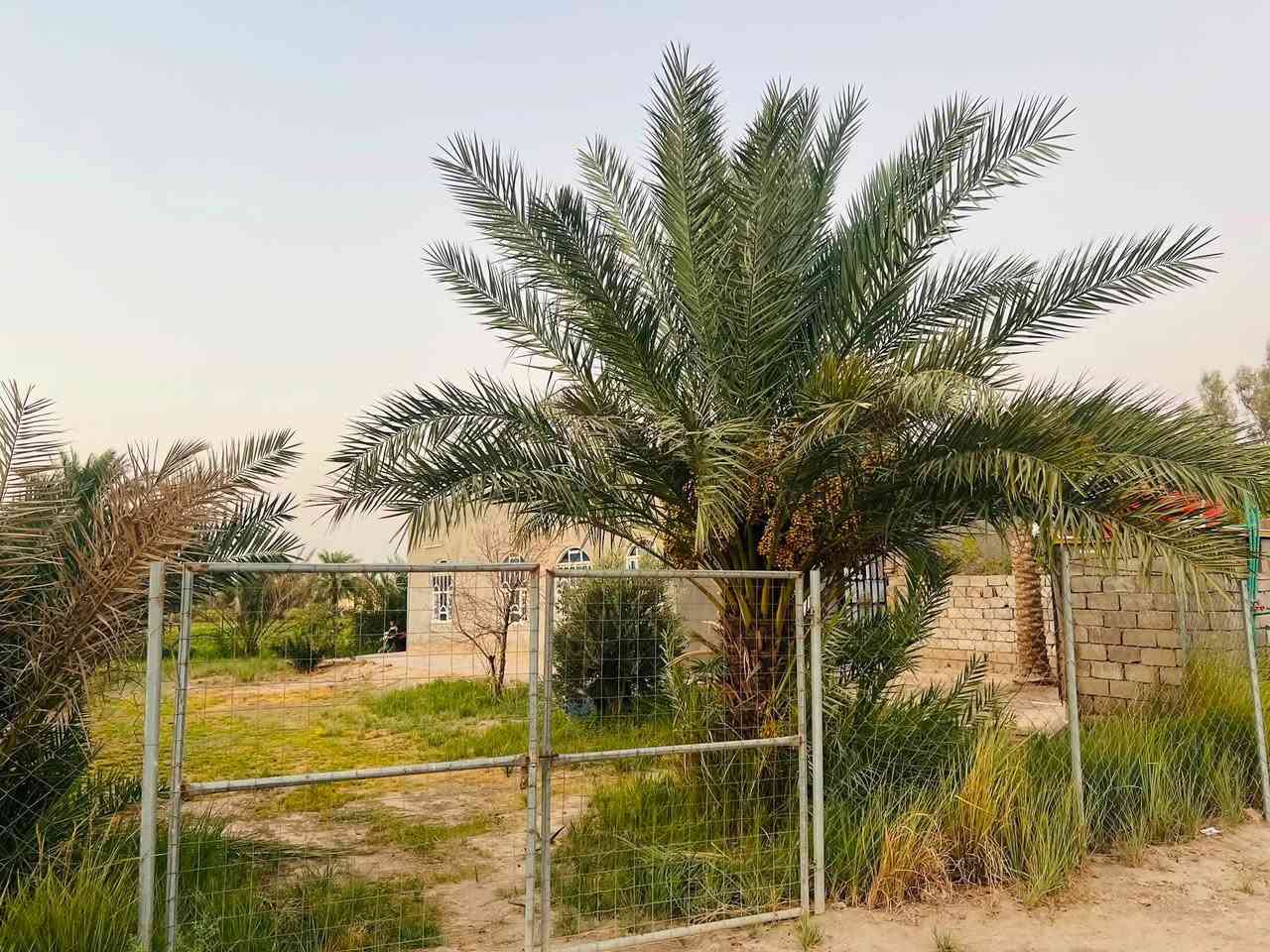 سلام عليكم
ارض للبيع مساحه 24دونم زراعي مع بيتين متفور ماء وكهربا ومدرسه قريبه مكانه شوملي البراكيه قرب السريع الجديد  الاستفسار اتصال ***********    ***********
