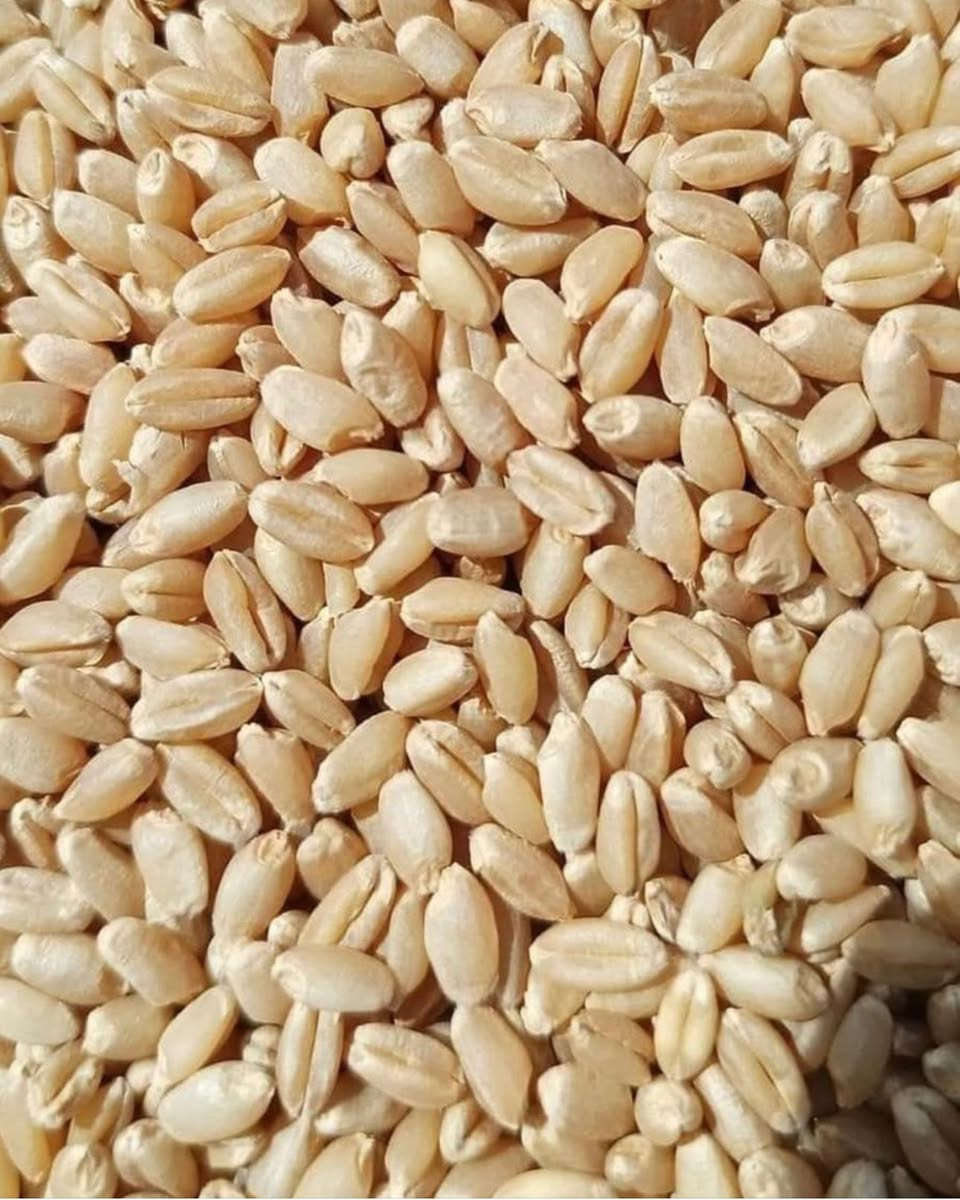بذور حنطه نازار بنت المغلف الجيل الأول

معفر ومكيس وجاهز

موجود تصوير من الطابعه اله الحاصوده

والبذور شرط الفحص

مكاني نجف

***********
