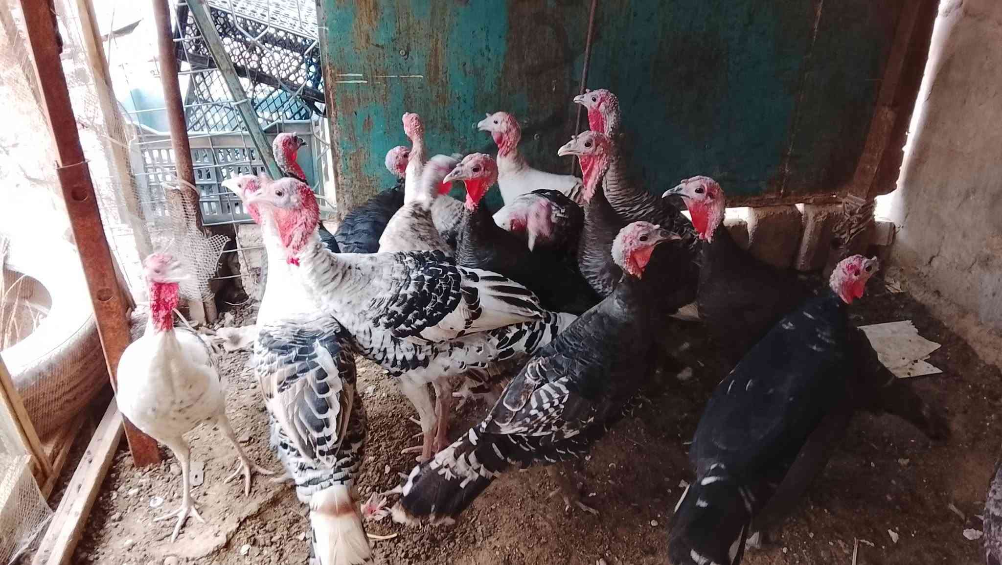 فسيفس عرب • فحلين • تكريت القادسيه