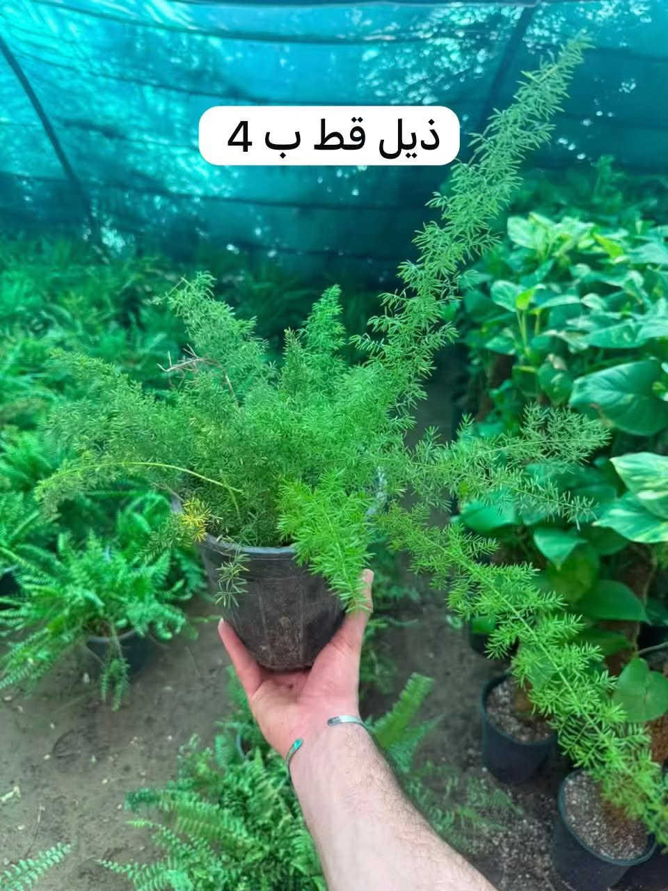 نباتات ضليه بأسعار مناسبه يوجد خدمة توصيل لجميع المحافظات العراق التوصيل 5 للحجز تواصل معي خاص او على الرقم ***********
