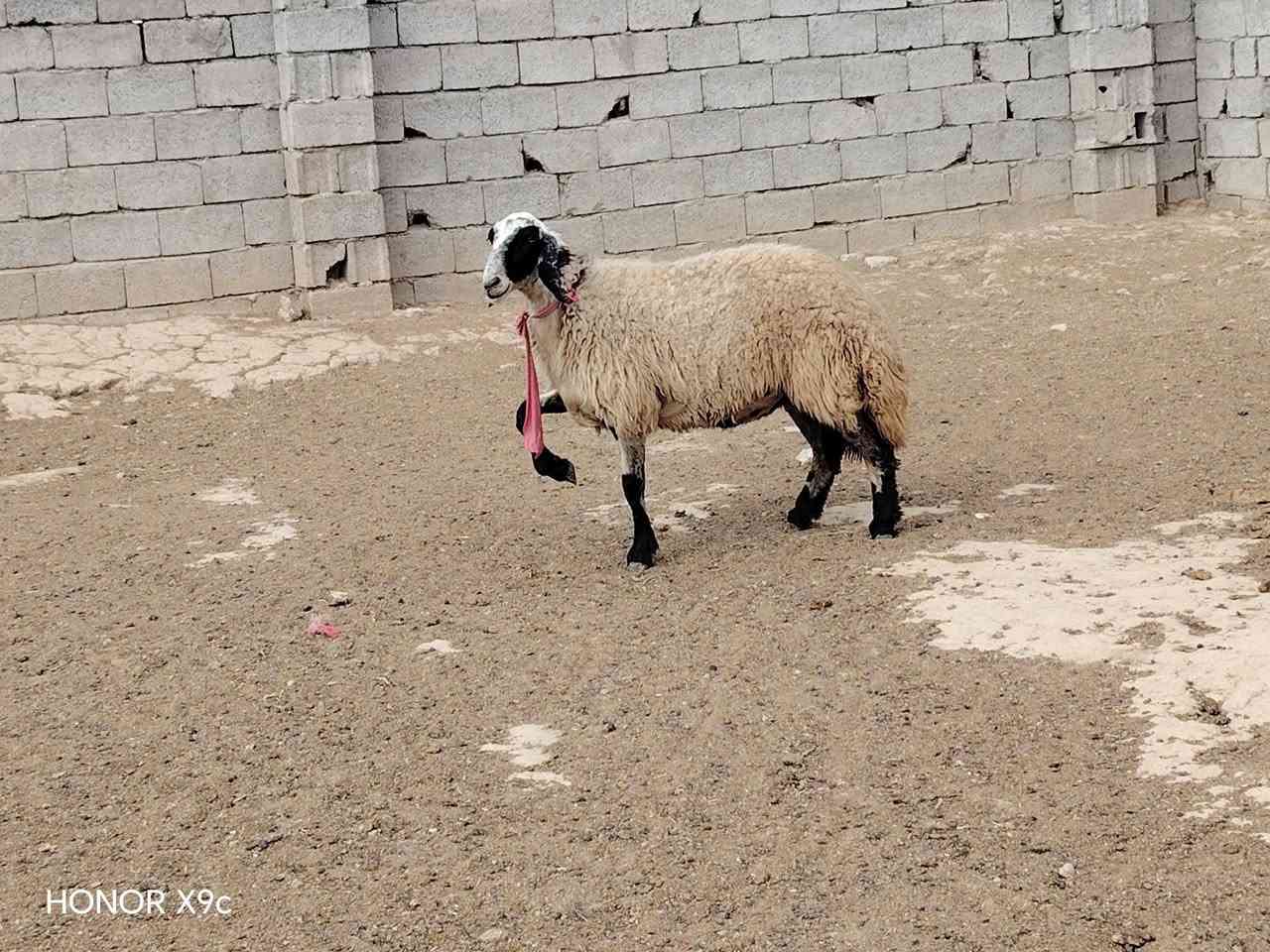 هونر X9c • موبايل • للبيع