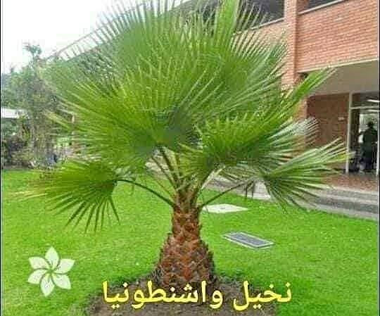 نخيل واشنطونيا • بذور مجد الصباح • ورد الكوزموبس