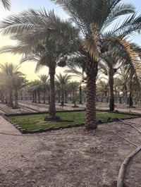 دونم ٢٥٠٠م • واجهة ٤٠م • طابو زراعي