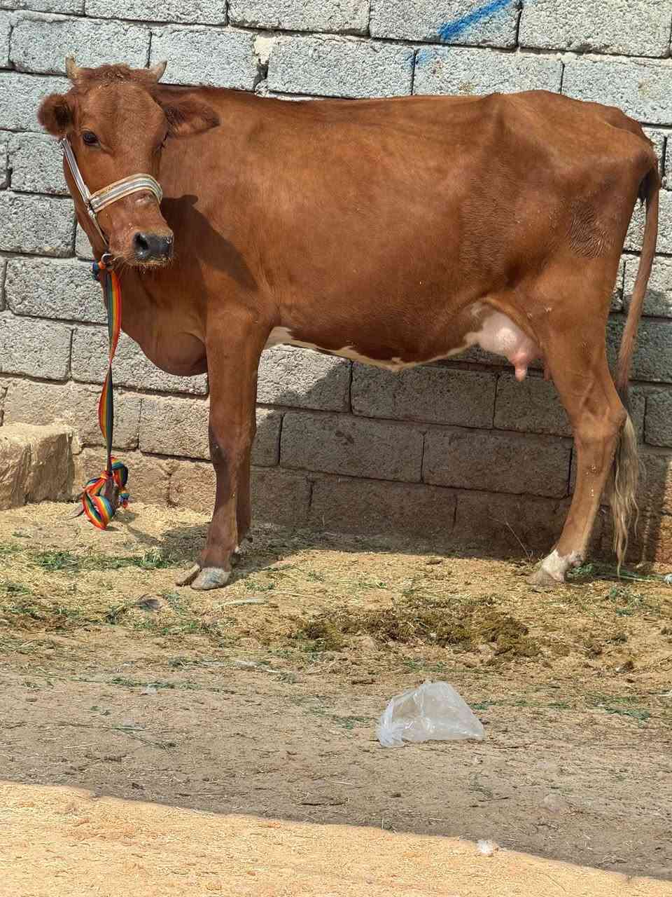 السلام عليكم
بچر رغوث على كل عيب مال جناي بيها صراف 35يوم من حظ الياخذها حليب و دسامة بيها خير من الله درجة اولى خط اول خشانة فول ظالمها التصوير مكان الشرگاط قرية شكرا ***********
